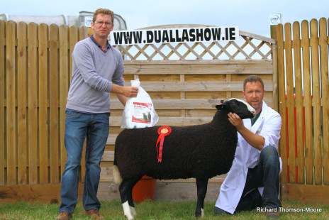 Dualla Show 2013 Sheep