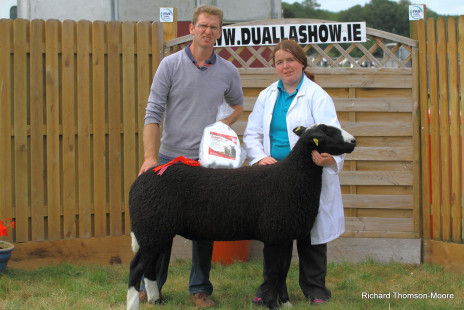 Dualla Show 2013 Sheep