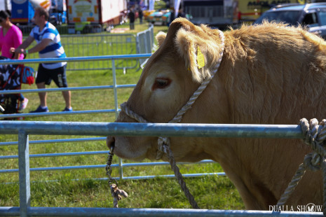 Livestock 2016