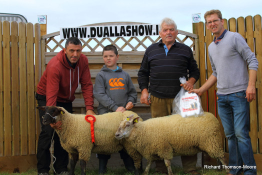 Dualla Show Sheep 2013